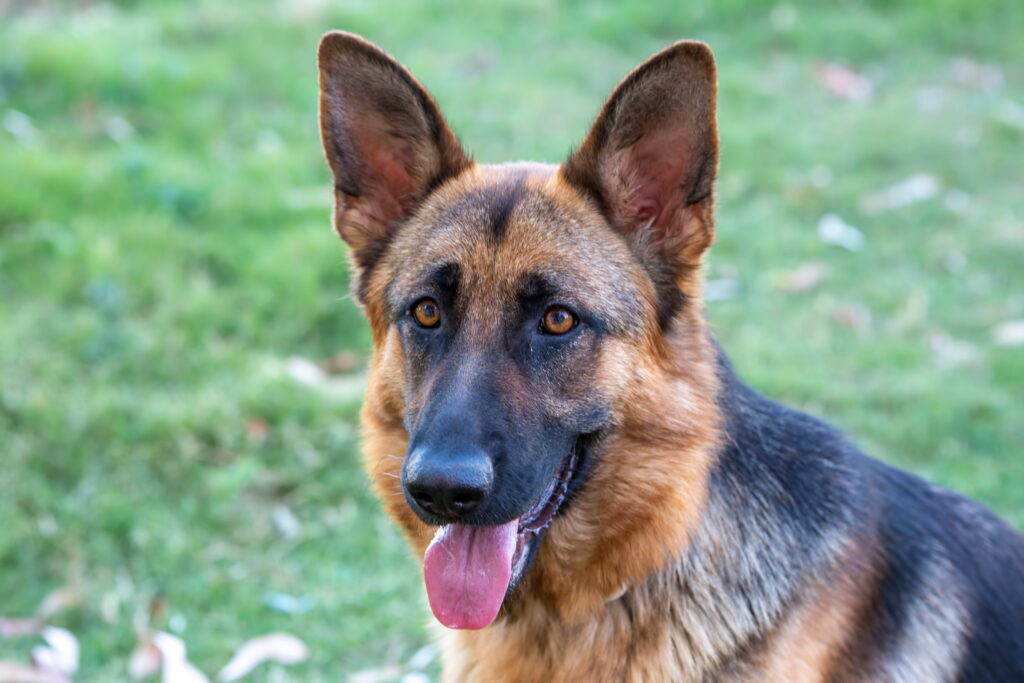 Deutsche Schäferhunde Zur Adoption